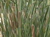 Cattails