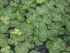 Clover