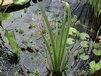 Water Iris
