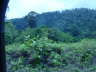 Rainforests