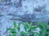 Borneo crocodile