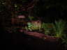 Night Safari