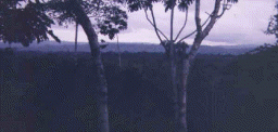 canopy