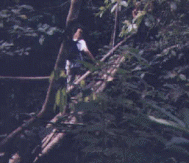 canopy_bridge_bosque canopy_bridge_bosque