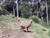 llama_andes llama_andes