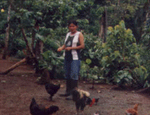 puntunts_sister-in-law_chickens puntunts_sister-in-law_chickens
