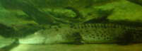 saltwater_alligator