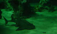 sand_shark