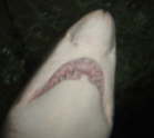shark_teeth