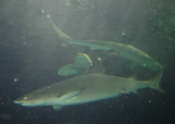 sharks