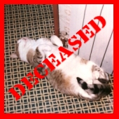 cat ratko