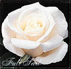 Full Sail
