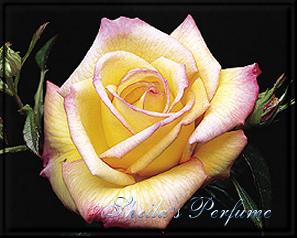 Sheila's Perfume