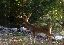 _deer0011.jpg