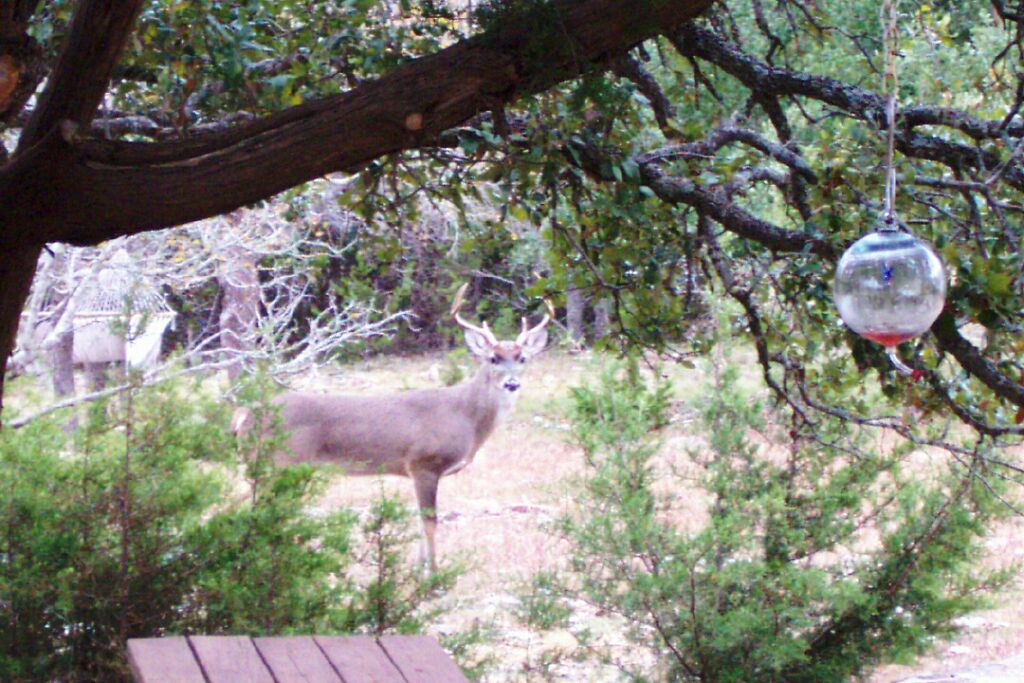 deer0002.jpg