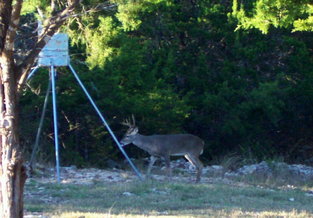 deer0004.jpg