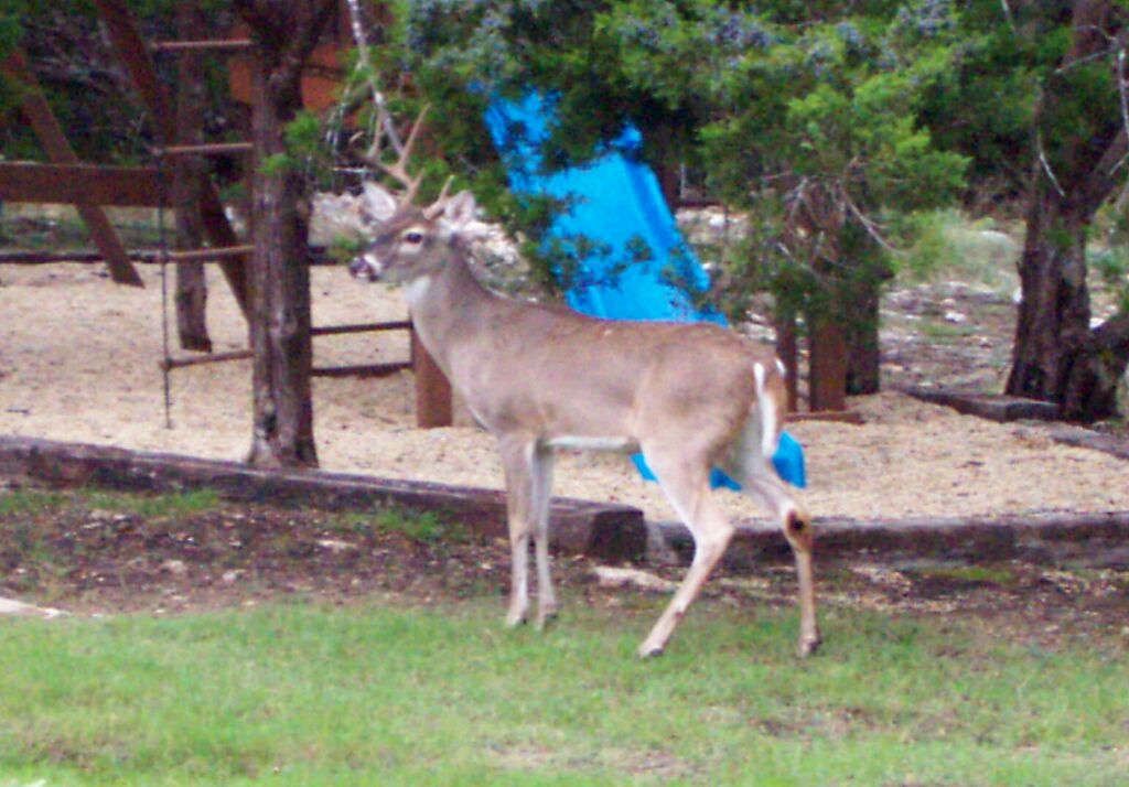 deer0005.jpg