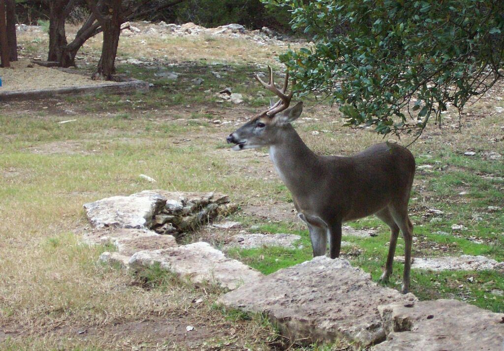 deer0006.jpg