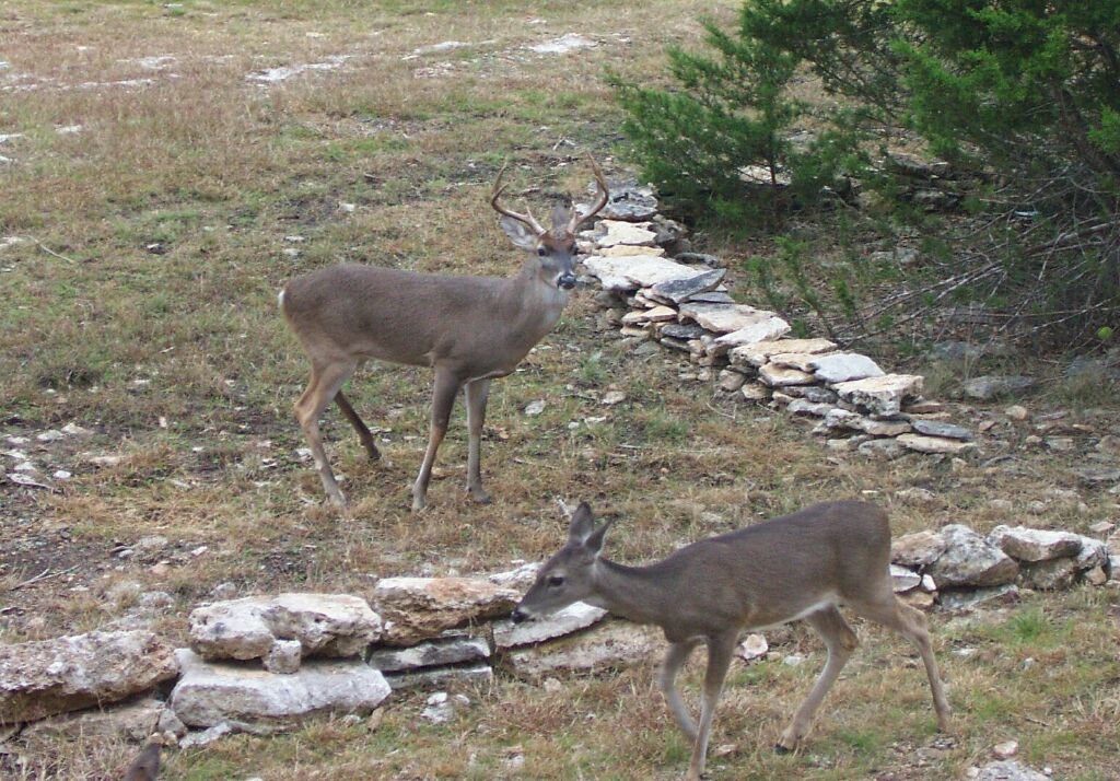 deer0008.jpg