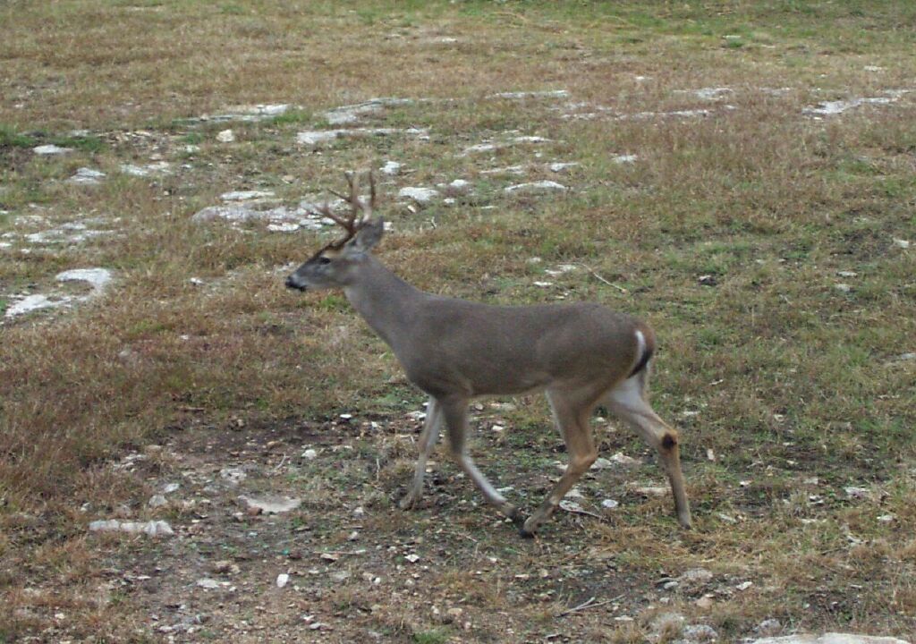 deer0012.jpg