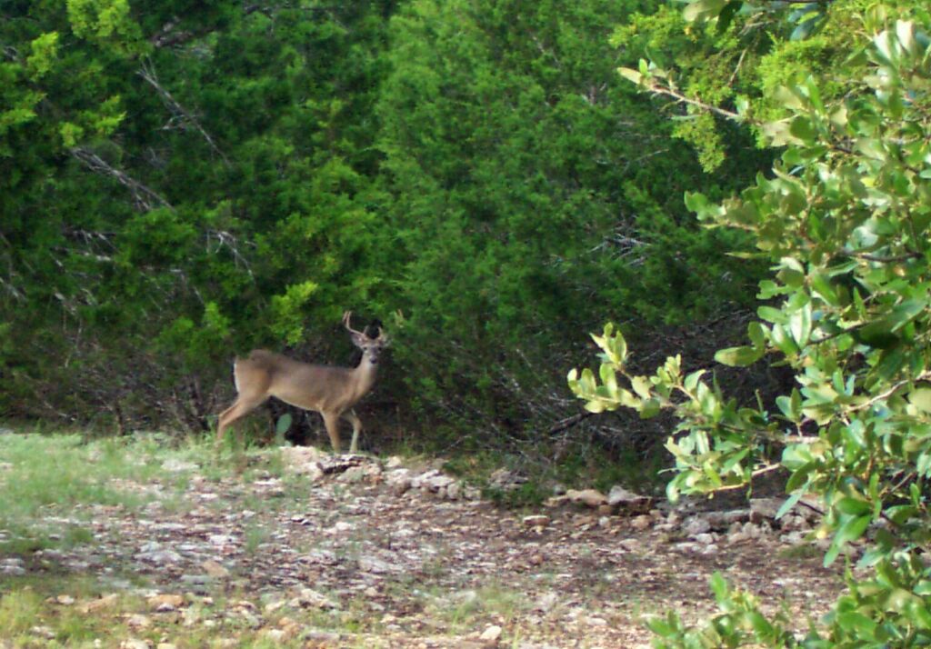 deer0013.jpg