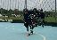 _Brad_skate.jpg