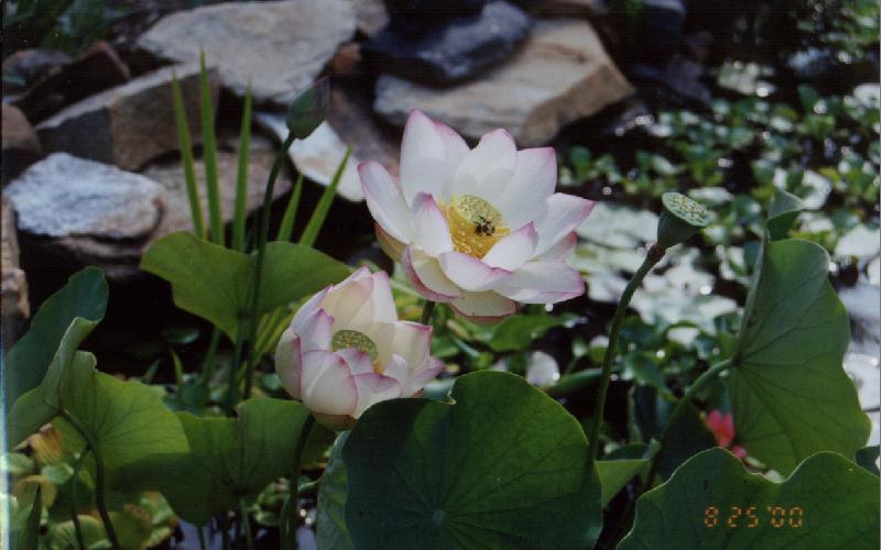 Taken by Catina-published in a book being released in 2001
