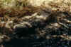 cat-dead.jpeg (109417 bytes)