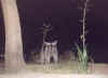 raccoon-nite.jpeg (130315 bytes)
