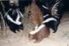 skunk-w-brown.jpeg (110565 bytes)