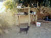 table-cats.jpeg (6740 bytes)