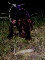 Tobi and the Perch