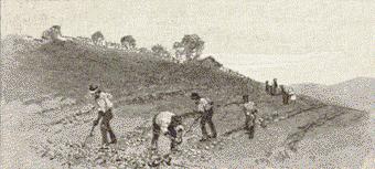 260 The Potato Harvest