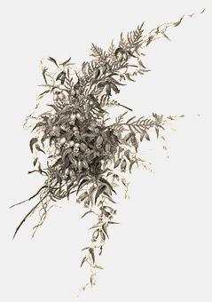 278 Marianthus Bignoniavens