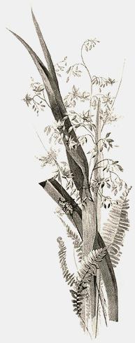 284 Dianella Tasmanica