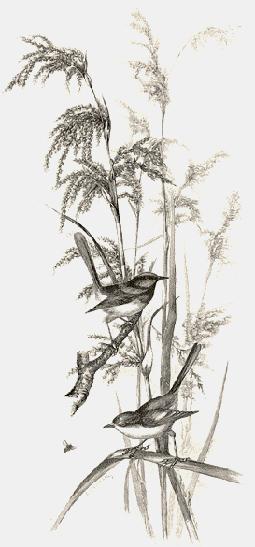 305 Blue Wrens