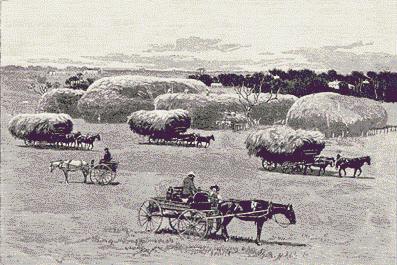 452 Haystacks near Gawler