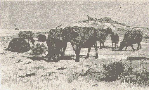 333 Port Essington Buffaloes