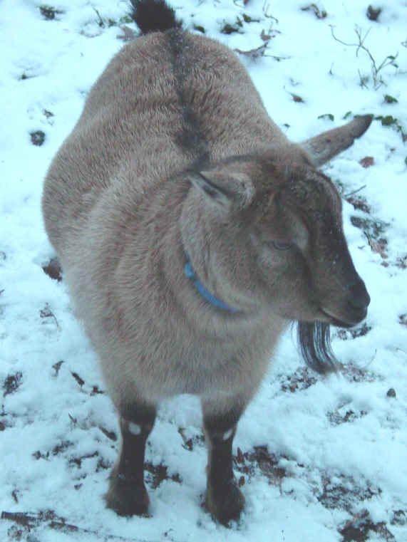 daisy_2_goat_2002-0102.jpg (490829 bytes)