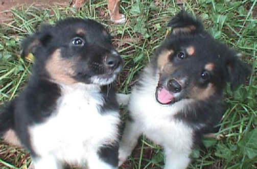 Puppy pictures are downloading to your computer...