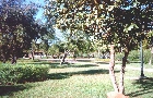 Bosque dos Pioneiros