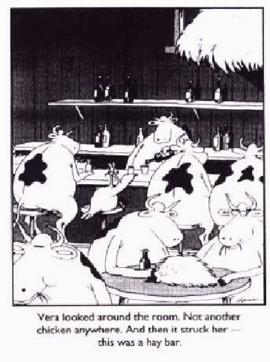 Far Side Cartoon graphic: Vera looked around the room.  Not another chicken anywhere.  Then it struck her - this was a hay bar.