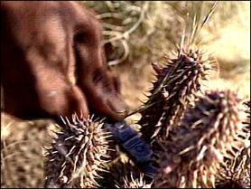 Hoodia. Hoodia - weight loss without side effects.