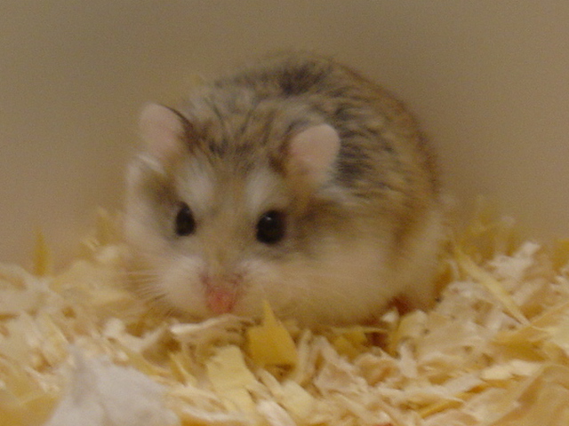 venjnkpihamsteri roborovski (Shamrock's Northern Star, kasv. & om.Laura Pulli)