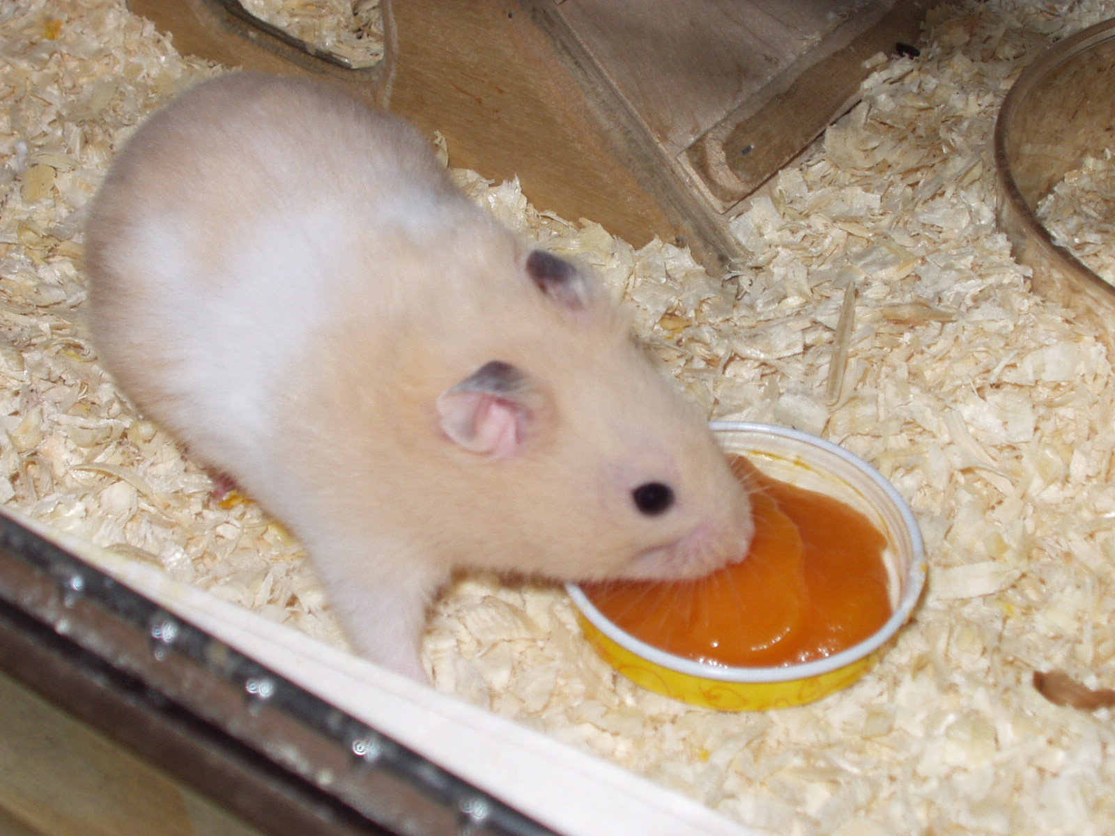 LK hamsteri Kessu om. Pia Salo