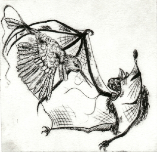 Bat and Bird