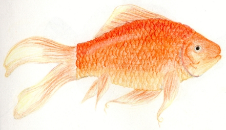 Goldfish