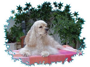In Loving Memory of Toffy's Emily