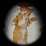 Orange Tabby