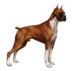 The Working Dog Ring Home Page